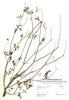 藏品(竊衣)的圖片